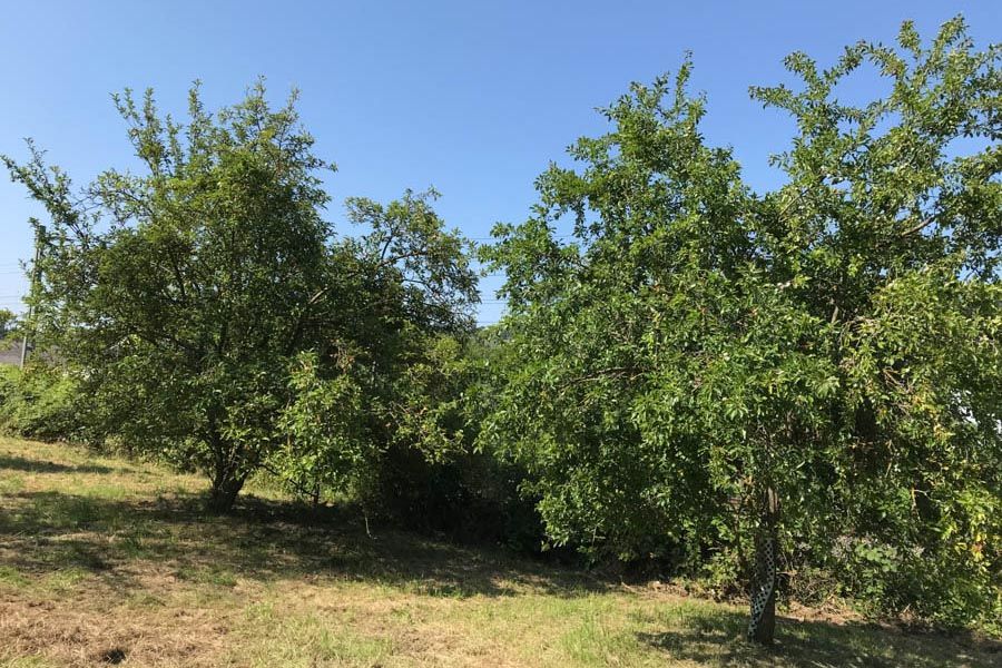 Streuobstwiesen AG Pfinztal 1