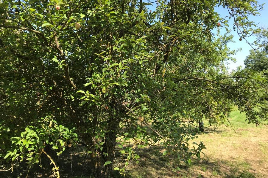 Streuobstwiesen AG Pfinztal 2